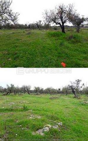 terreno agricolo in vendita a Racale