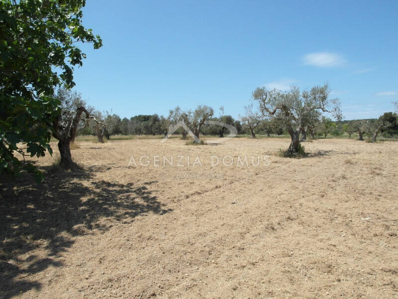 terreno agricolo in vendita a Racale