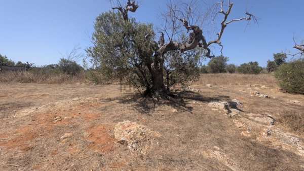 terreno in vendita a Racale