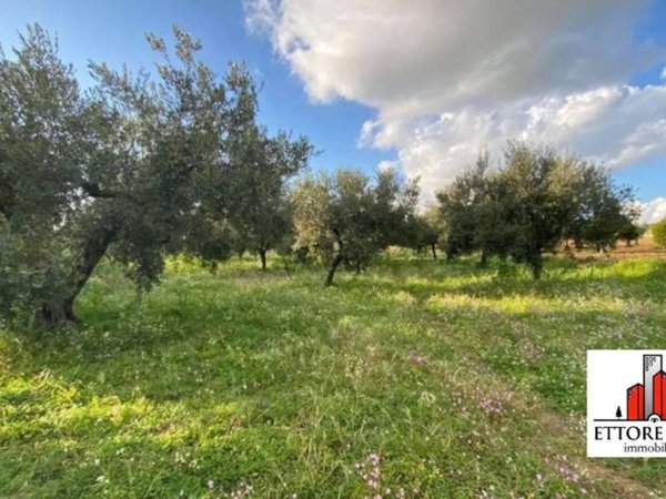 terreno agricolo in vendita a Ruffano