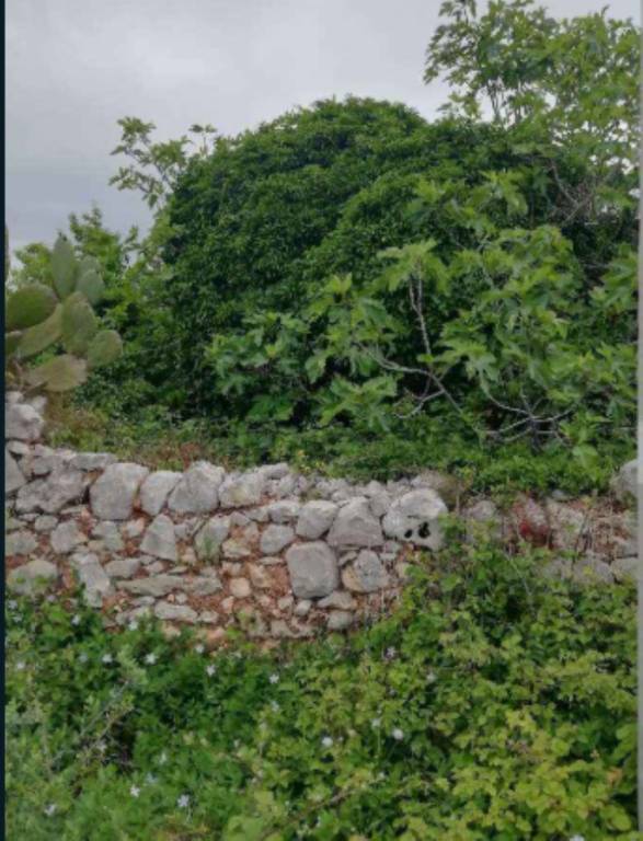 terreno agricolo in vendita a Ruffano