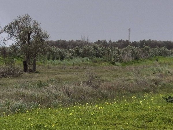 terreno agricolo in vendita a Salice Salentino