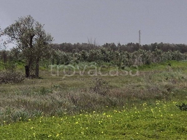 terreno agricolo in vendita a Salice Salentino
