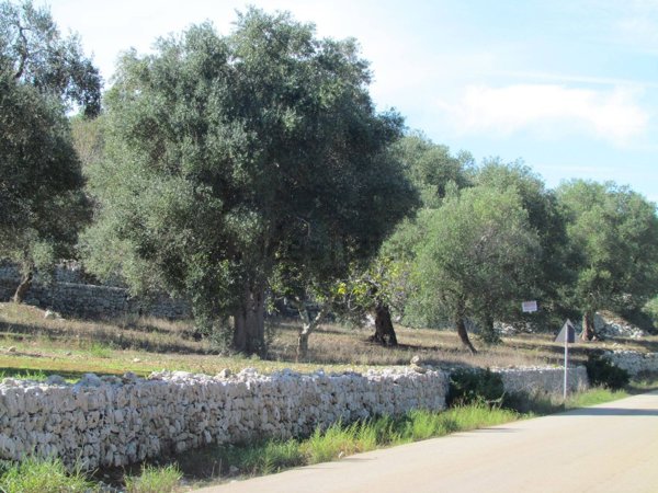 terreno agricolo in vendita a Salve