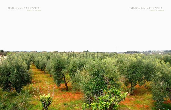casa indipendente in vendita a Salve
