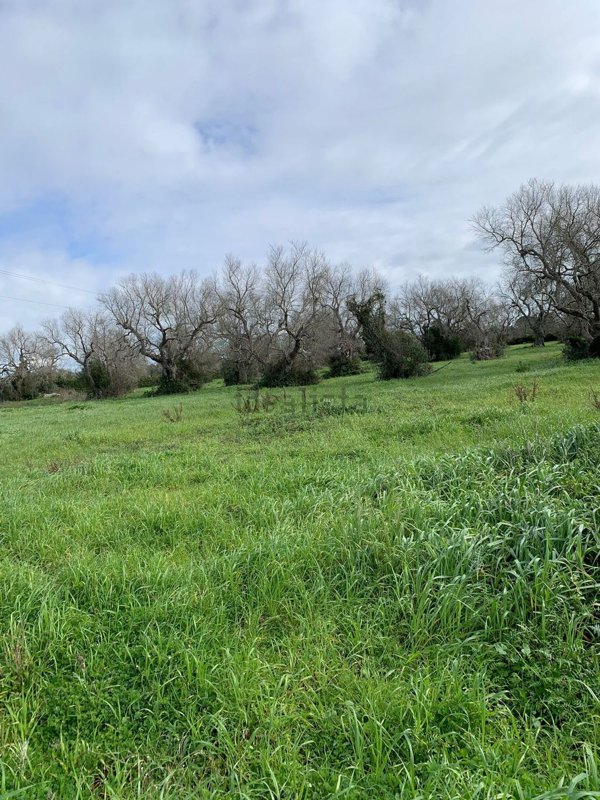 terreno agricolo in vendita a Salve