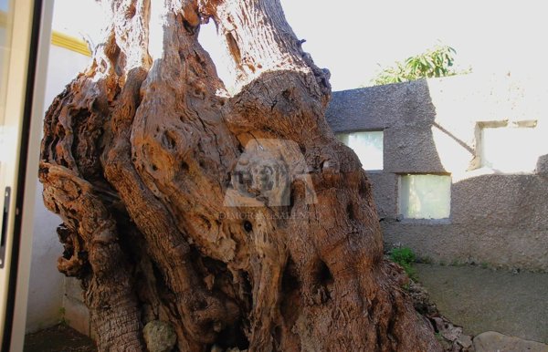 casa indipendente in vendita a Salve