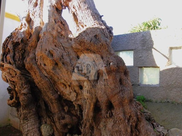 appartamento in vendita a Salve