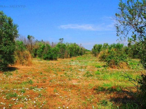 casa indipendente in vendita a Salve