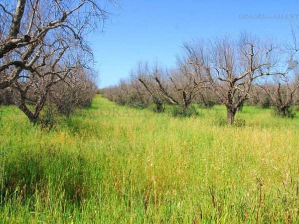terreno agricolo in vendita a Salve