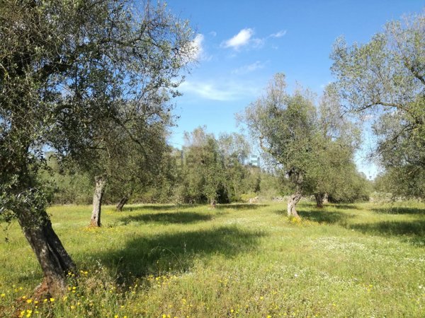 terreno agricolo in vendita a Sanarica