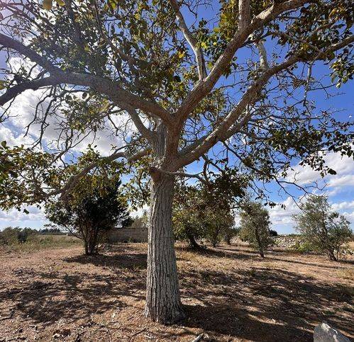 terreno agricolo in vendita a Sanarica