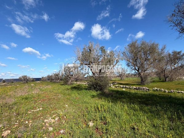 terreno agricolo in vendita a Sanarica
