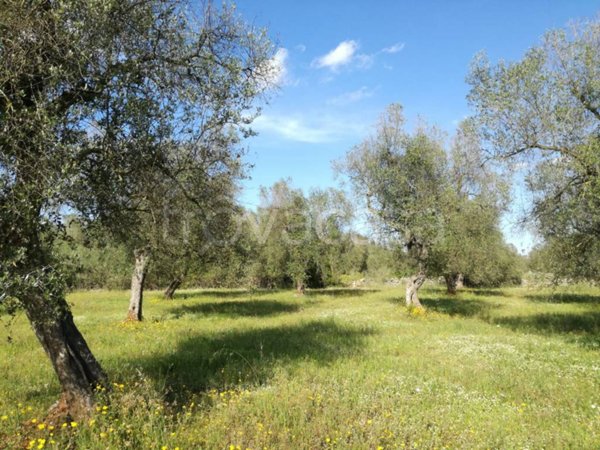 terreno agricolo in vendita a Sanarica