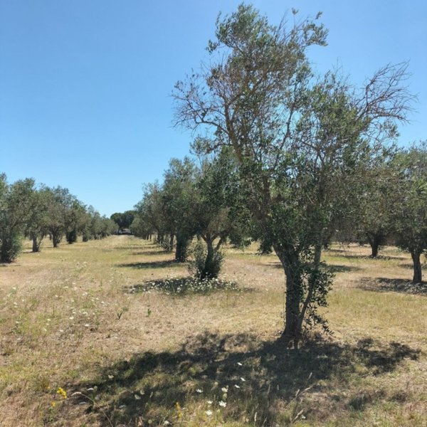 terreno agricolo in vendita a San Cesario di Lecce