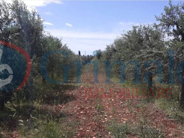terreno agricolo in vendita a Sannicola