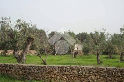 terreno agricolo in vendita a Sannicola