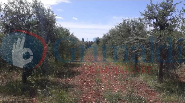 casa indipendente in vendita a Sannicola