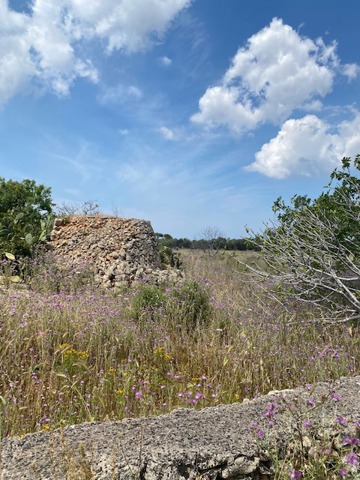 terreno agricolo in vendita a Sannicola