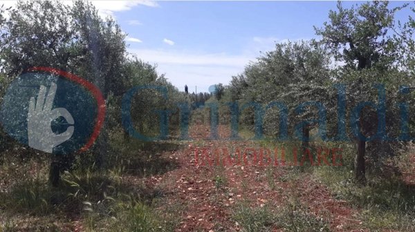 terreno agricolo in vendita a Sannicola