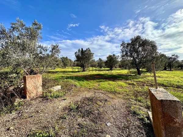 terreno agricolo in vendita a Sannicola