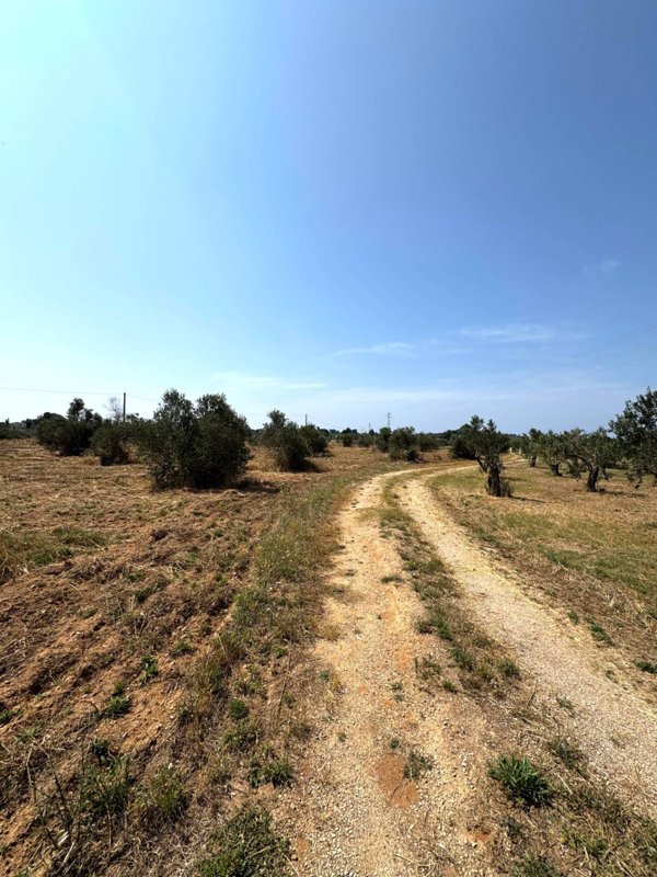 terreno agricolo in vendita a Sannicola