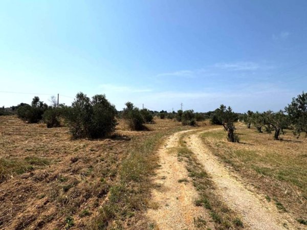 terreno agricolo in vendita a Sannicola