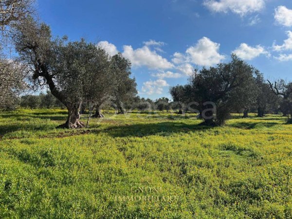 terreno agricolo in vendita a Sannicola in zona San Simone