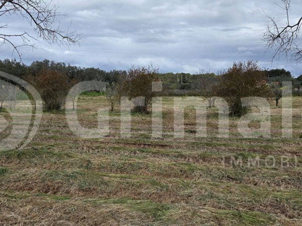 terreno agricolo in vendita a Sannicola