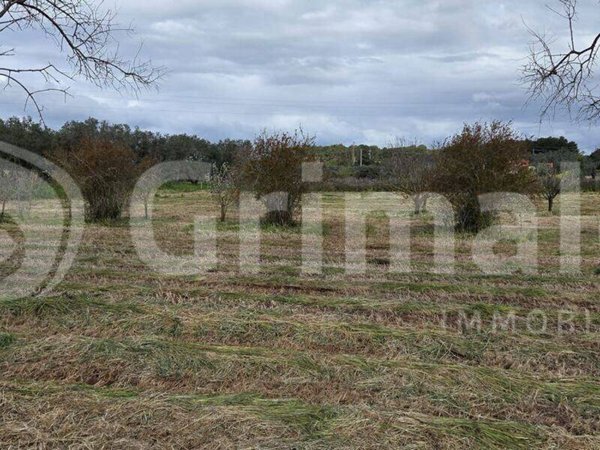 terreno agricolo in vendita a Sannicola