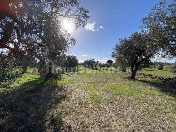 terreno agricolo in vendita a Sannicola in zona San Simone