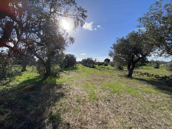 terreno agricolo in vendita a Sannicola in zona San Simone