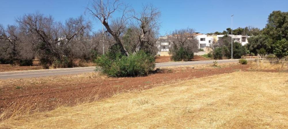 terreno agricolo in vendita a Sannicola