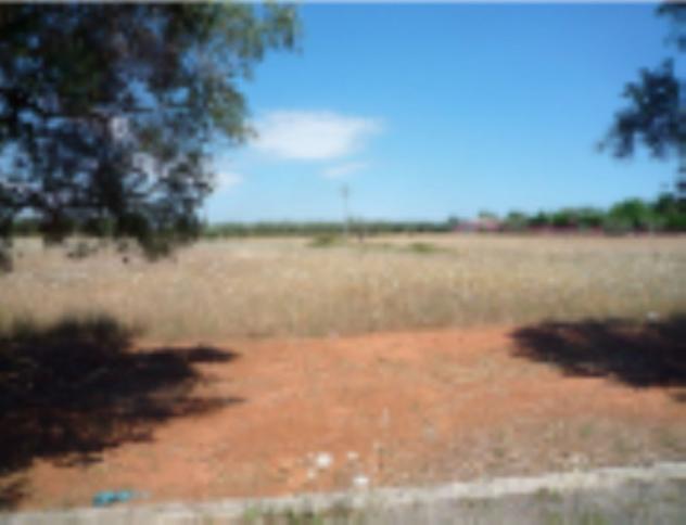 terreno agricolo in vendita a San Pietro in Lama