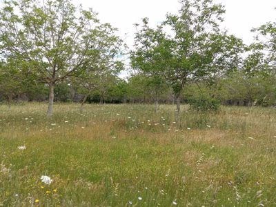 terreno agricolo in vendita a Scorrano