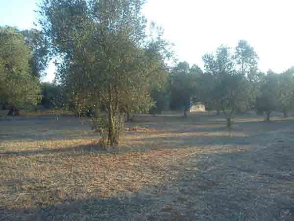 terreno agricolo in vendita a Scorrano