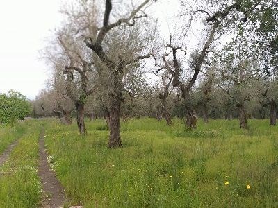 terreno agricolo in vendita a Scorrano