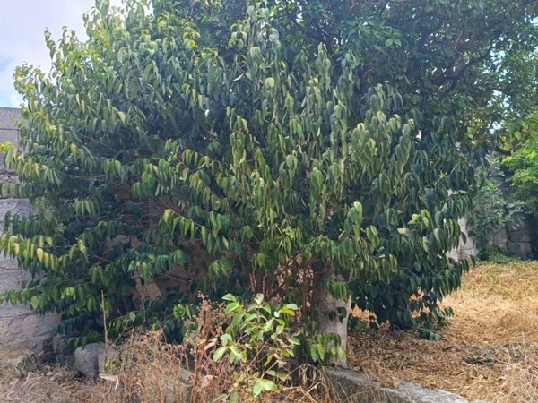 terreno agricolo in vendita a Scorrano