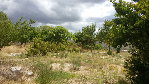 terreno agricolo in vendita a Scorrano