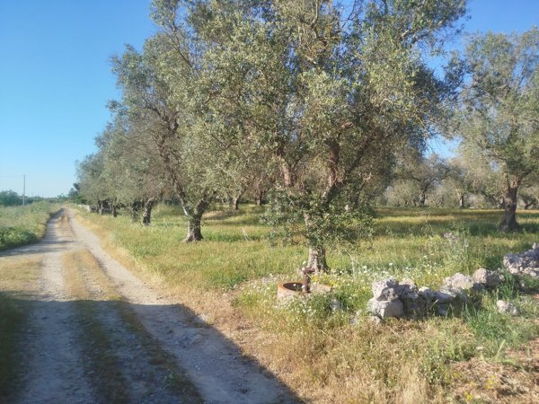 rudere in vendita a Scorrano