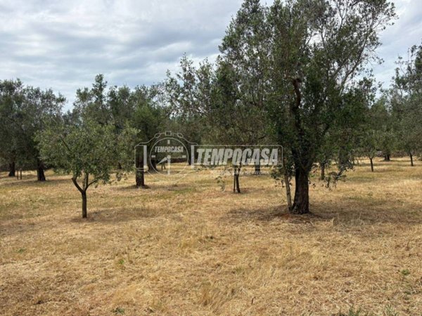 terreno agricolo in vendita a Scorrano