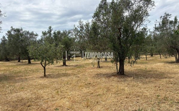 casa indipendente in vendita a Scorrano