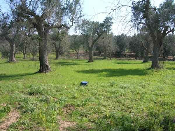 terreno in vendita a Scorrano