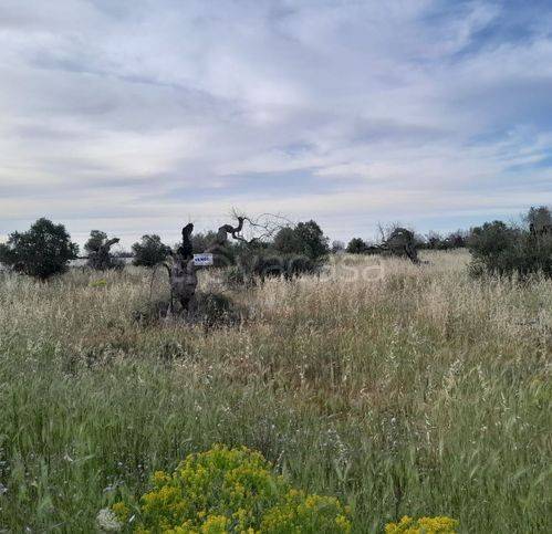 terreno agricolo in vendita a Soleto