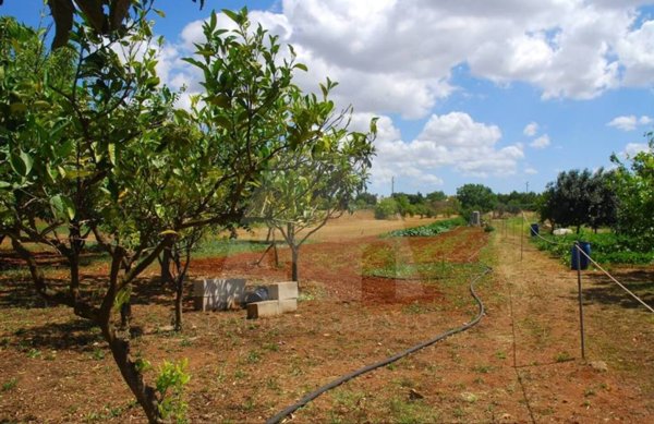terreno agricolo in vendita a Specchia