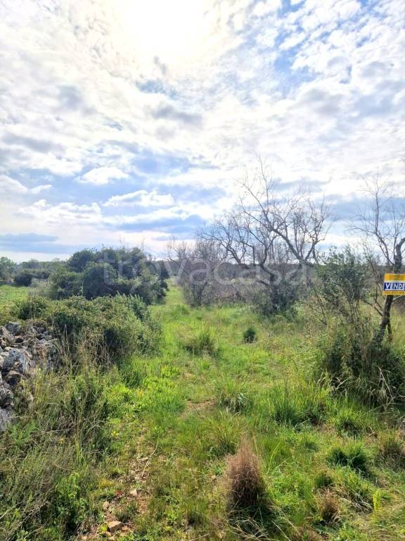 terreno agricolo in vendita a Specchia