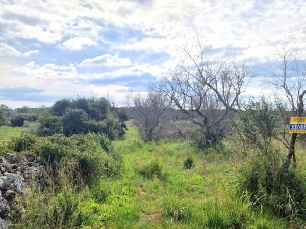 terreno agricolo in vendita a Specchia