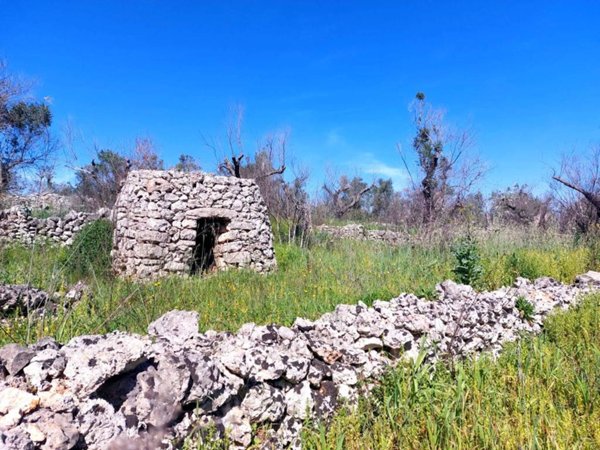 terreno agricolo in vendita a Specchia