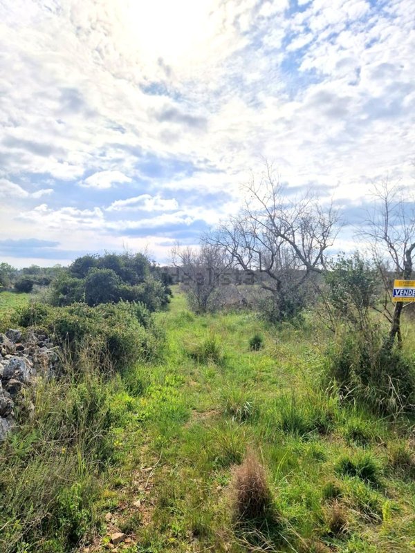 terreno agricolo in vendita a Specchia
