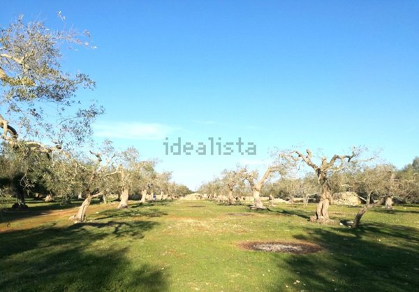 terreno agricolo in vendita a Specchia